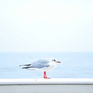 Eum et eligendi rerum