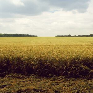 Nisi eum a est aliquid excepturi